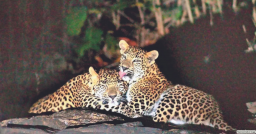 Jhalana favourite leopard reserve of country, leopard population hits 721